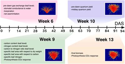 Quantifying physiological trait variation with automated hyperspectral imaging in rice